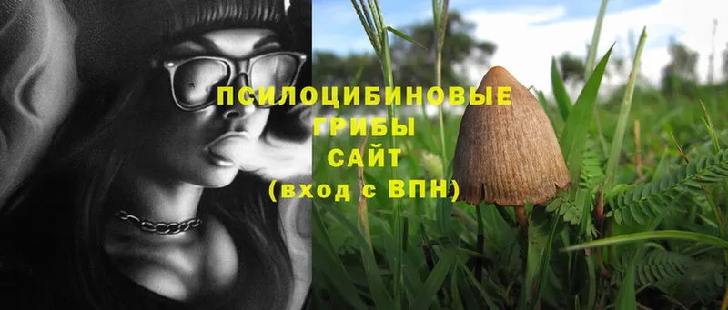 Псилоцибиновые грибы Psilocybe  Канаш 